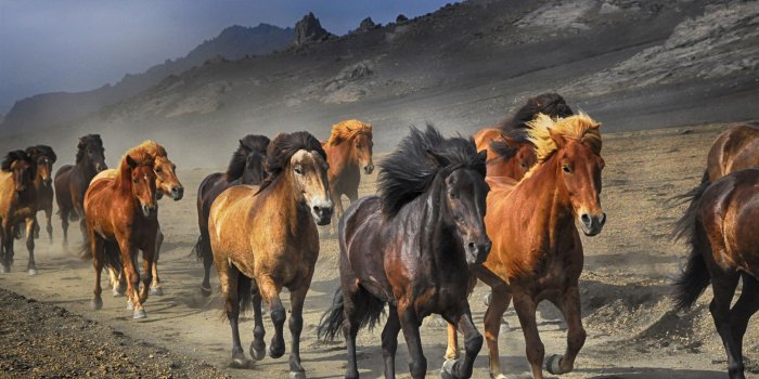 3840x2400 Download wallpapers Icelandic Horses, 4k, herd of horses, running