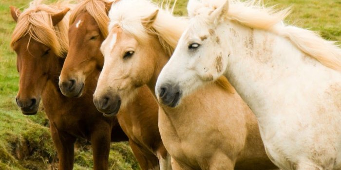 1024x768 Iceland 24 - Iceland Travel and Info Guide : Icelandic horses: About