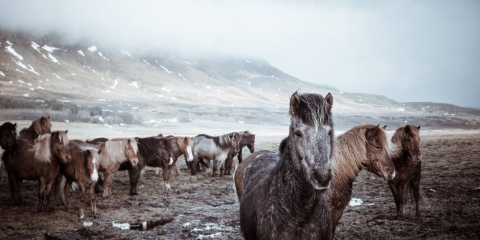 2048x1365 Iceland - Wild Horses - [2048x1365] Christian Santiago