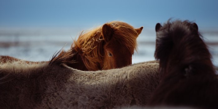 3000x2000 5391846 3000x2000 #Free stock photos, #wallpaper, #outdoor, #horse