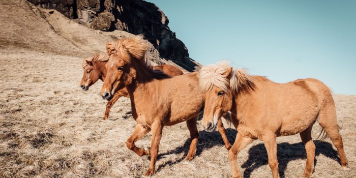 2560x1440 Download 2560x1440 Wallpaper Horses In Iceland And Romania, Dual
