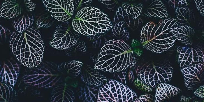 736x1308 10 Super Pretty iPhone X Wallpapers | Preppy Wallpapers