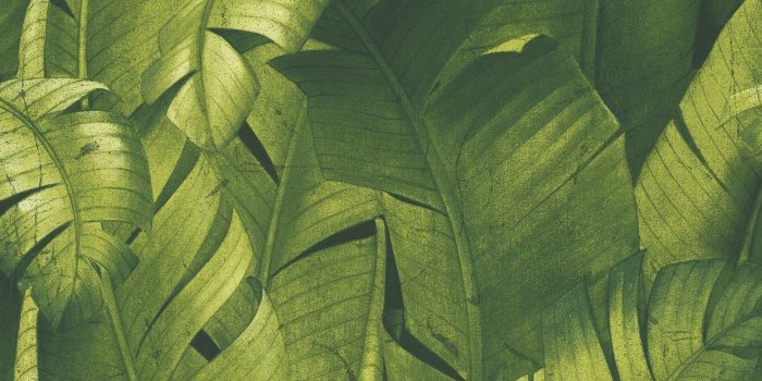 1475x2000 NextWall NW31000 Tropical Banana Leaves Peel & Stick Wallpaper, Green