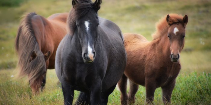4496x3000 black white and brown horse free image | Peakpx
