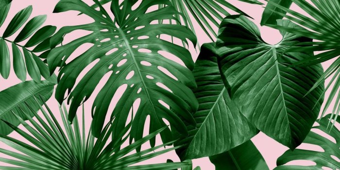 1280x910 60+ Tropical Leaves Desktop Wallpapers - Download at WallpaperBro