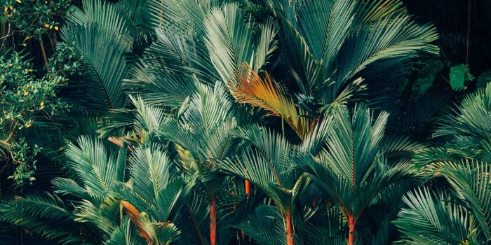 1730x1155 Welcome To The Jungle iPhone Xs Max Wallpapers | Preppy Wallpapers