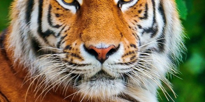 1440x2560 76+ Tiger Hd Wallpapers on WallpaperPlay