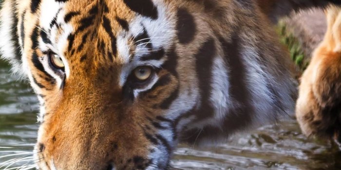 1440x2960 1440x2960 Tiger 4k Samsung Galaxy Note 9,8, S9,S8,S8+ QHD HD 4k