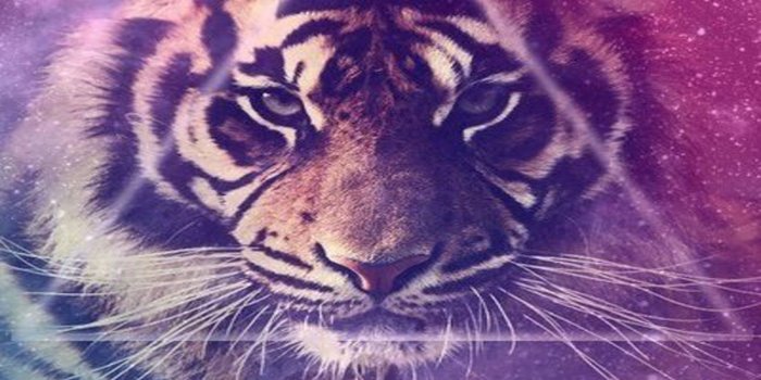 1600x1600 Galaxy Tiger Wallpaper Tumblr