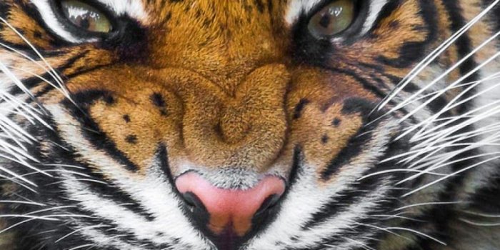 900x1600 Galaxy Note 3 Wallpaper - Tiger | Covers Heat