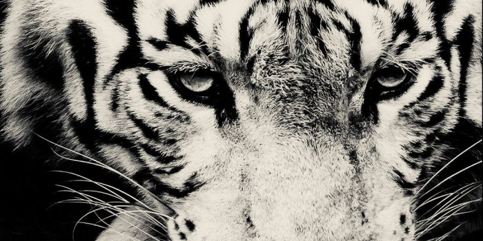 1080x1920 White Tiger Best New Samsung Galaxy A3 Wallpaper