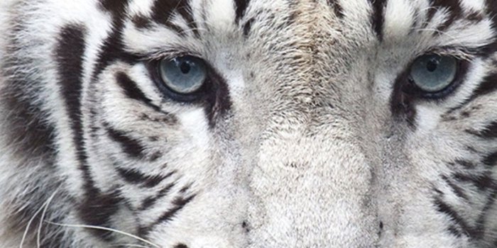 1080x1920 White Tiger Wallpapers for Galaxy S5