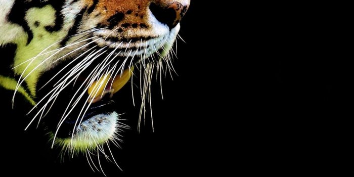 1440x2560 Download tiger, 4k #28054 Samsung Galaxy S6 wallpaper 1440x2560