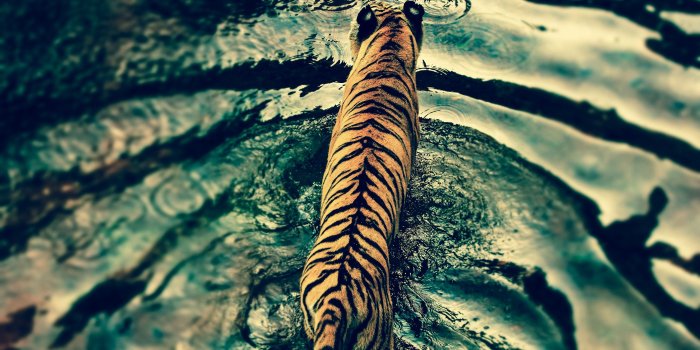 2880x1800 nature, Water, Tiger, Rain Wallpapers HD / Desktop and Mobile
