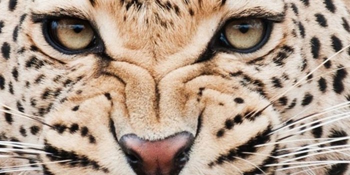 1080x1920 Tiger 05 Wallpapers for Galaxy S5