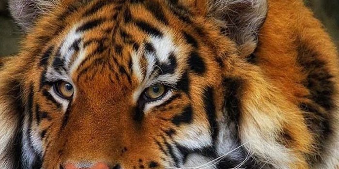 1080x1920 S4 wallpapers from www.wallpapersforgalaxys4.com — Tiger Wallpaper