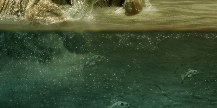 720x1280 Sony Xperia Z1, ZL, Z, Samsung Galaxy S4, HTC One Tiger Wallpapers