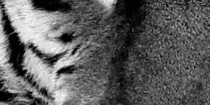 768x1280 30 Wallpapers For Samsung Galaxy S6 - Iphone Tiger Wallpaper Hd