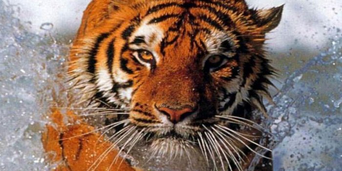 1280x800 Tiger Samsung Galaxy Tab 10 wallpapers | Tablet wallpapers and