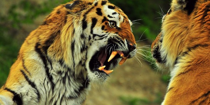 1280x800 Terrestrial Animal, Snout, Tiger, Wildlife, Mammal Wallpaper for