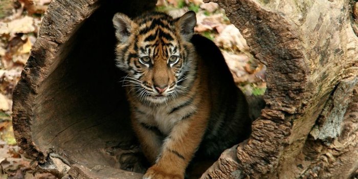 1024x768 Little Tigers Wallpapers | Tat | Tiger wallpaper, Cute tiger cubs