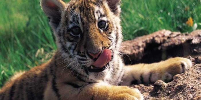 1024x768 little Tiger | Sweet little tiger wallpaper download | Tiger | Tiger