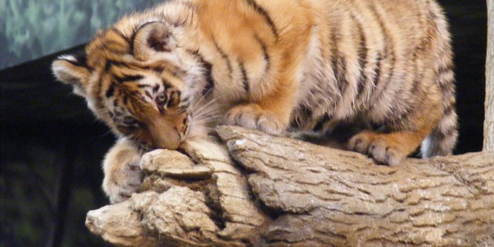 3072x2304 Little Tigers Wallpapers - Little tigers Wallpaper (33558308) - Fanpop