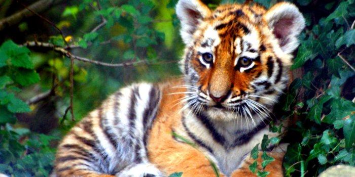 2700x2148 Cute Little Tiger #7003637