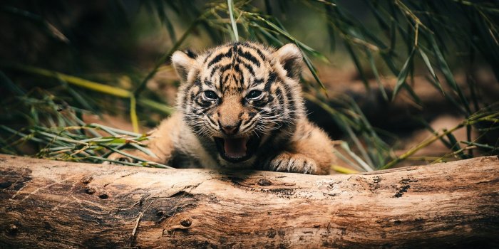 1920x1200 Download Cute Little Tiger 37108 HD Wallpaper Res 1920x1200