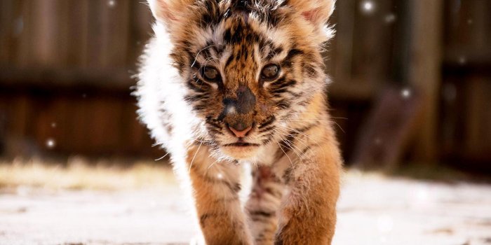 1280x800 Little Tiger for Android - APK Download