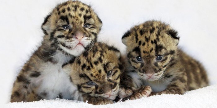 1920x1080 Cute Tiger Wallpapers