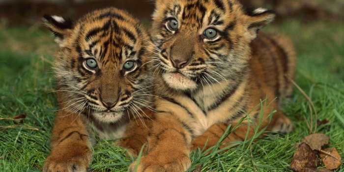 1920x1200 Free download Wallpapers Two little tigers Backgrounds Two little