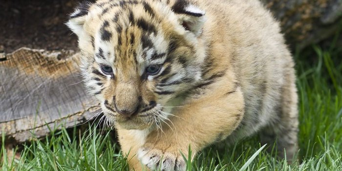 960x1024 Baby Tigers - Little tigers Photo (33558237) - Fanpop