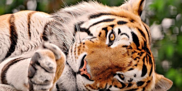 1920x1080 Cute Tiger Wallpaper #6785342