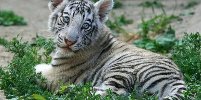 1600x900 Little tigers images Little Tigers Wallpapers HD wallpaper