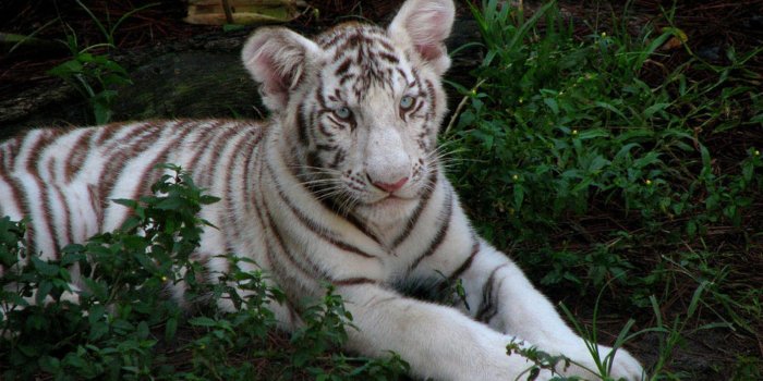 1600x1200 Desktop Wallpapers: Little Tigers Desktop Wallpapers