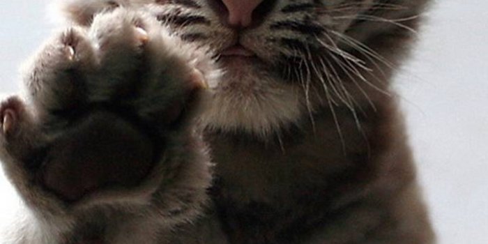 720x1280 Little Tiger Wallpaper by Garsif_Khan - 59 - Free on ZEDGE™