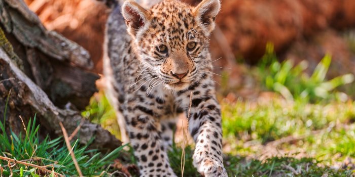 2880x1800 Little Tiger Mac Wallpaper Download | Free Mac Wallpapers Download