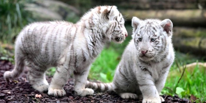 1920x1080 Free photo: Little Tiger - Snow, Tiger, Winter - Free Download - Jooinn