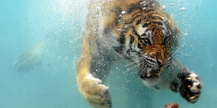 1920x1200 Angry Tiger Underwater Wallpaper | 1920x1200 | ID:25072