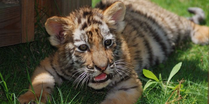 1920x1200 Little tiger Wallpaper #24190