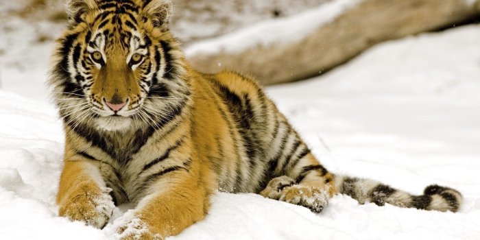 1600x1200 Little Tiger in the snow wallpapers and images - wallpapers
