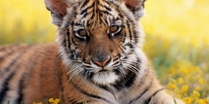 1366x768 1400x1050 wallpapers Page 594: Little Tiger Cute Flowers Nature