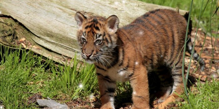 1280x800 Little Tiger for Android - APK Download