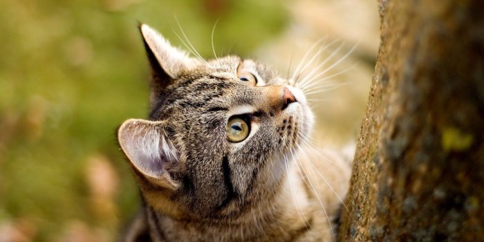1130x706 Climbing on a tree - sweet little tiger cat