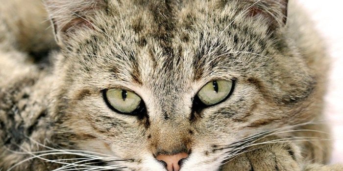 1024x768 Little Snow Tiger Wallpaper