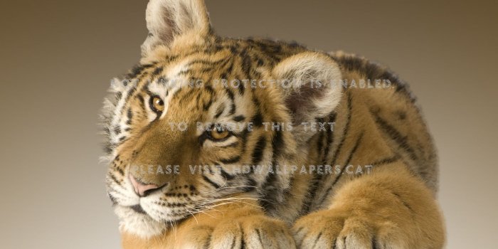 1600x1200 little tiger super nice long quit denger