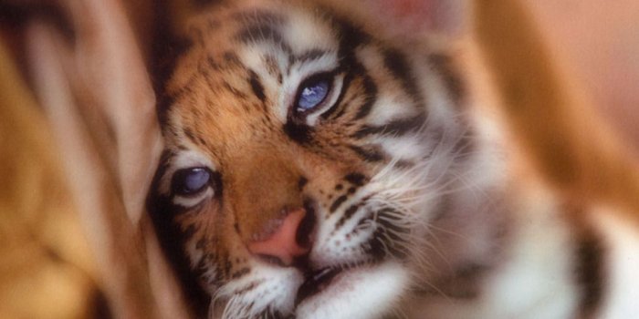 1024x768 Little tigers images Little Tigers Wallpapers HD wallpaper and 1024x768