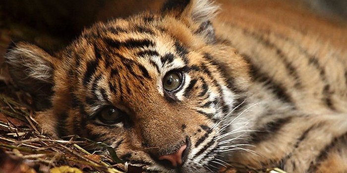 1024x1024 Little Tiger By Daniela Wallpapers,Photography Wallpapers & Pictures
