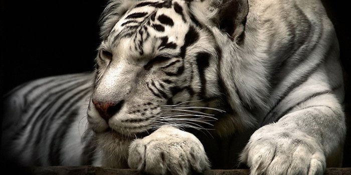 1600x1200 Cool White Tiger wallpaper | 1600x1200 | #12329